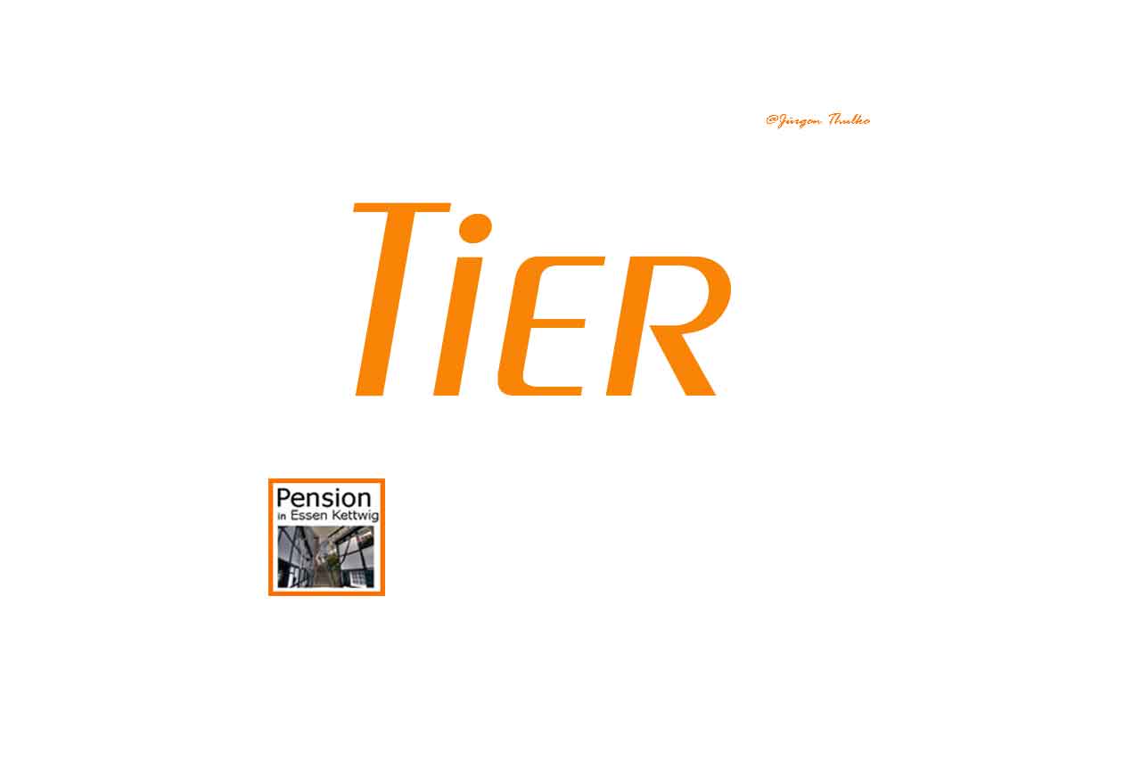 Tier